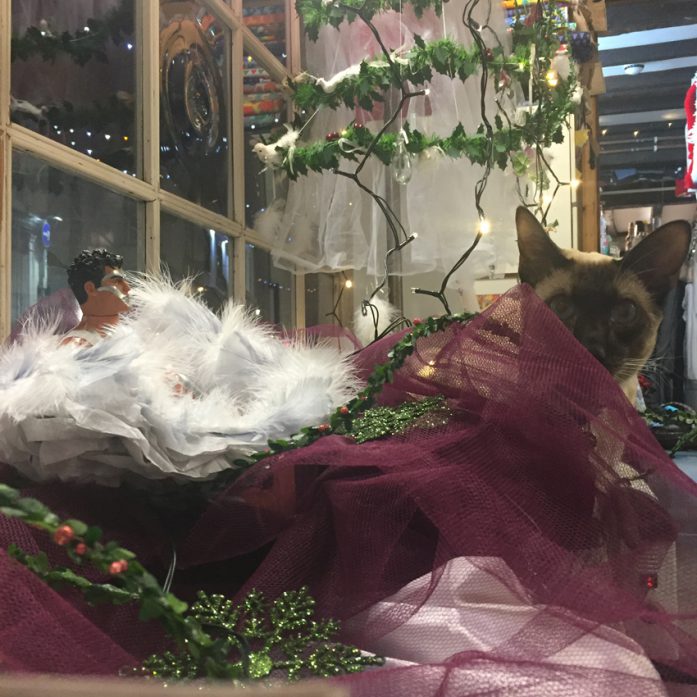 Siamese in Tulle siamese cat in netting